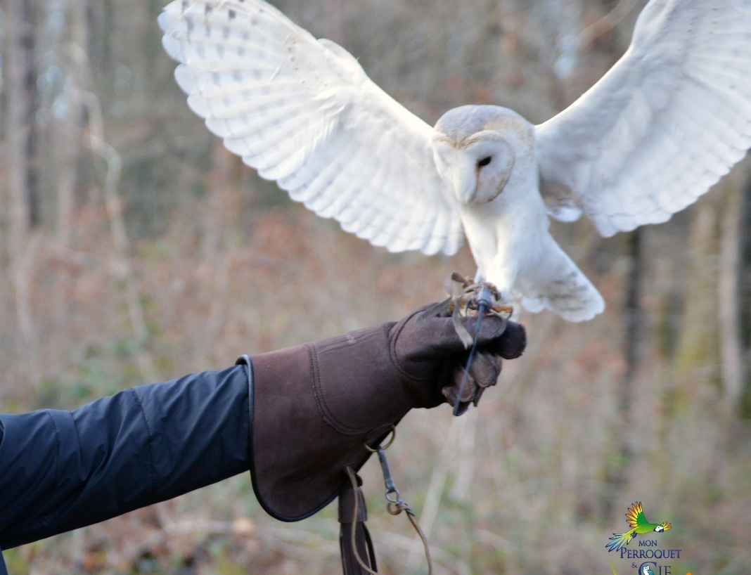 Vendée : cinq rendez-vous nocturnes pour admirer les chouettes