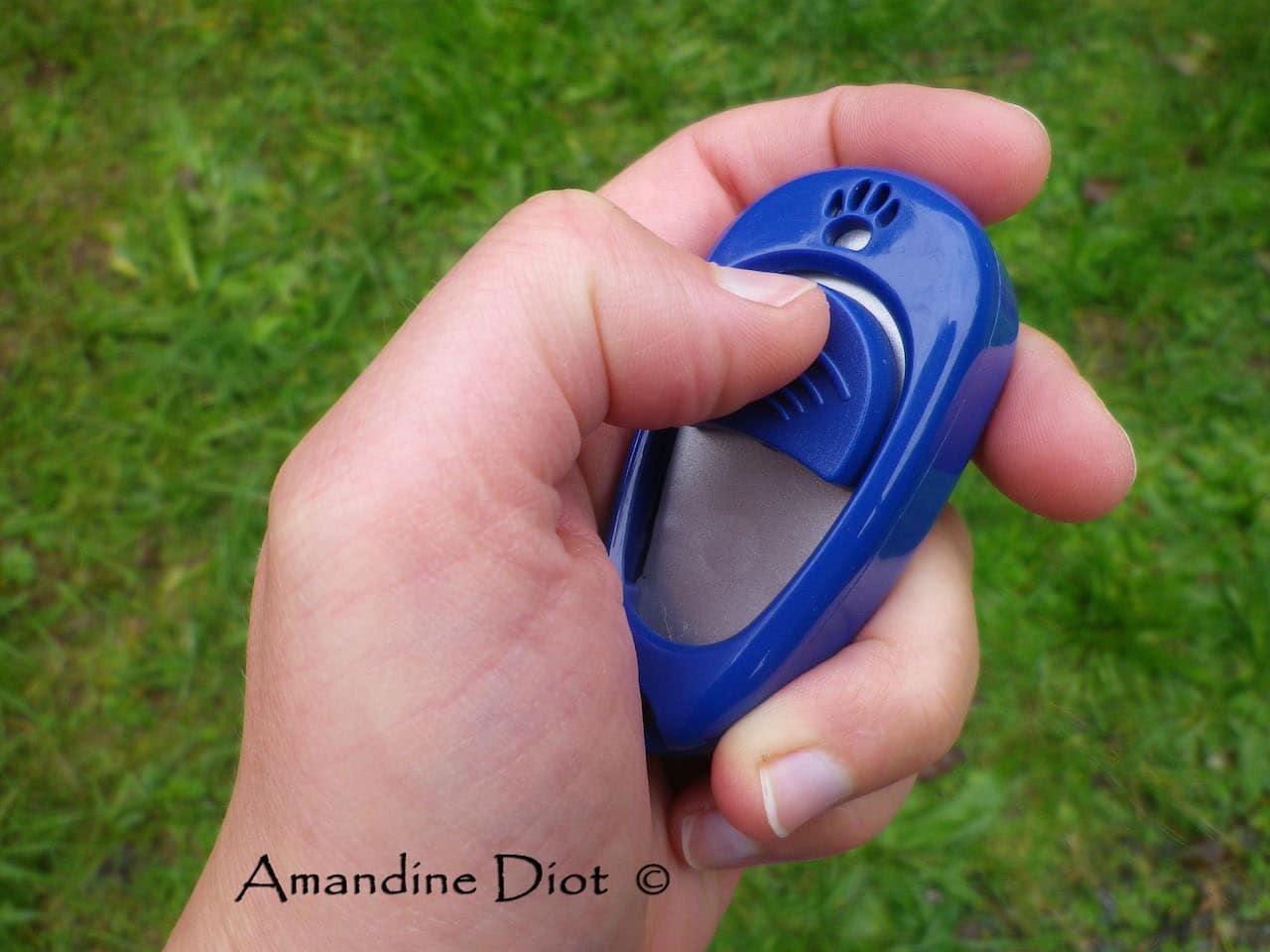 mon-perroquet-et-cie-perruche-clicker-education-training-amandine-diot.jpg