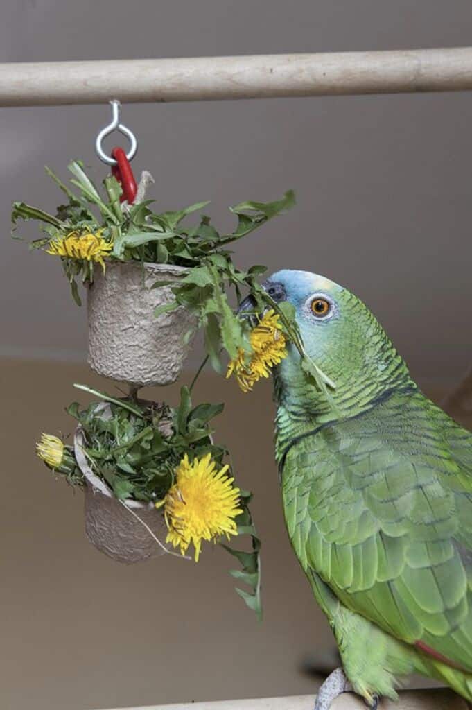 Mon perroquet & cie